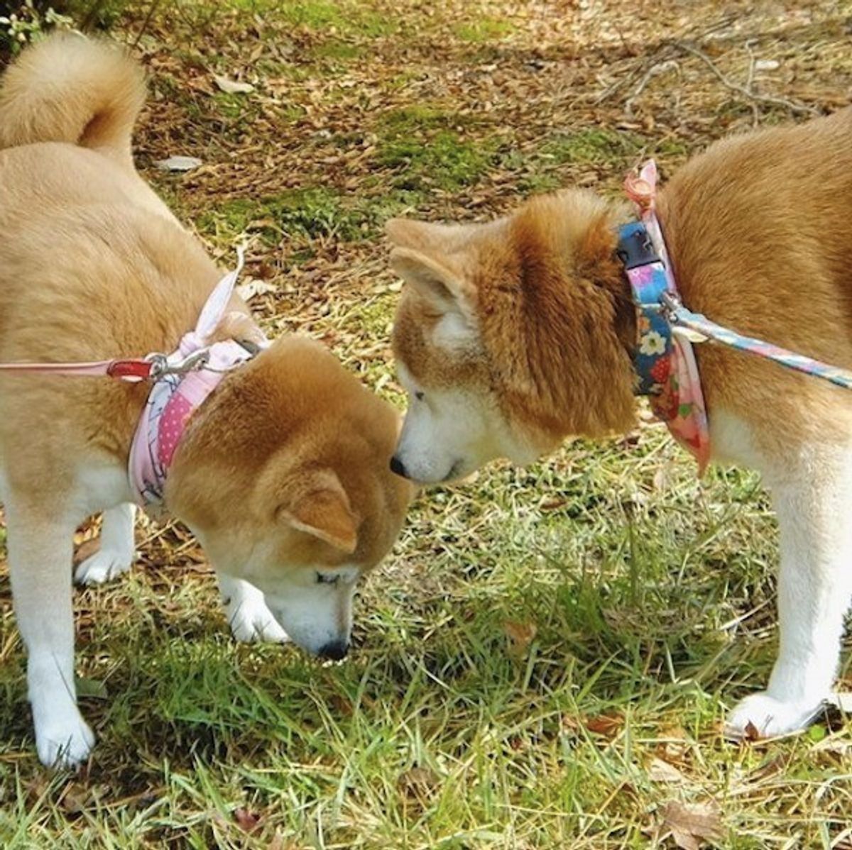 柴ワンコが相方に なんでやねん ナイスツッコミな瞬間に大反響 いぬのきもちweb Magazine 柴ワンコが相方に なんでやねん ナイスツッコミな瞬間に大反響 いぬのきもちweb Magazine