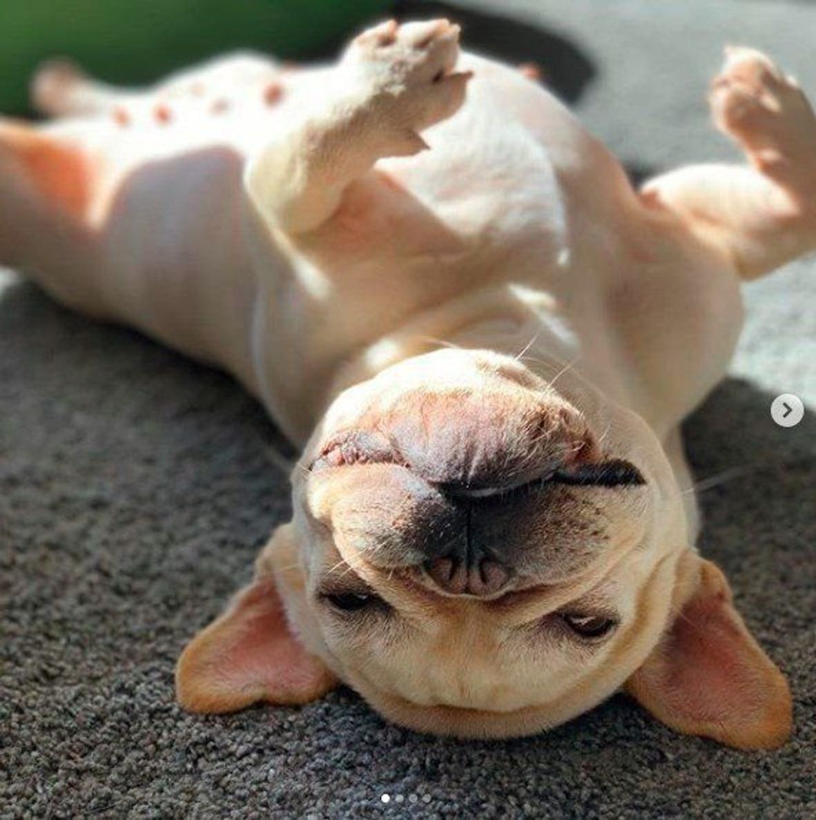 犬も気持ちいい 日向ぼっこ 実は健康のためにも重要だった いぬのきもちweb Magazine 犬も気持ちいい 日向ぼっこ 実は健康のためにも重要だった いぬのきもちweb Magazine