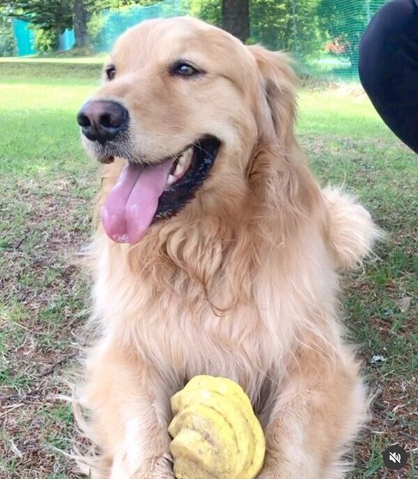 ドッグランで遊ぶ佐助くん