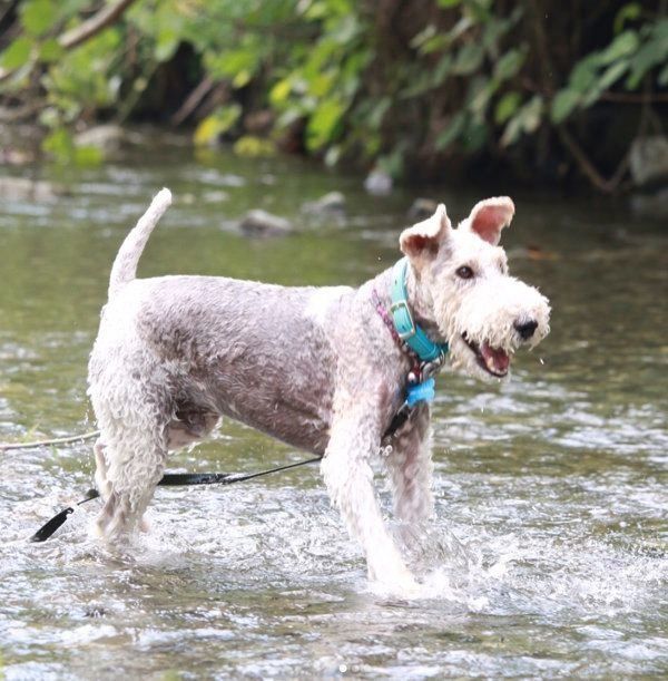 元保護犬・こっぺぱんちゃん