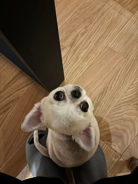 別の日の様子 足元で見つめるうめちゃん