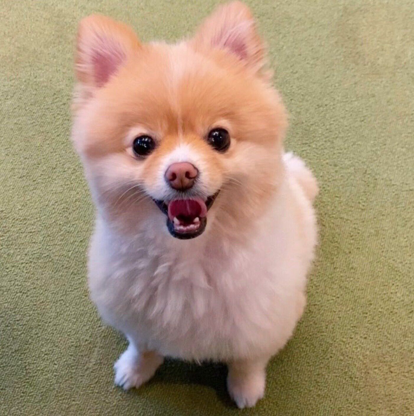 笑顔が可愛いこまめくん