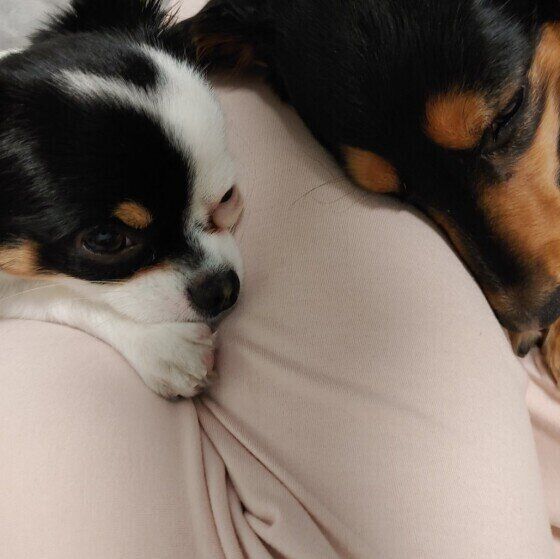 くっついて眠る犬たち