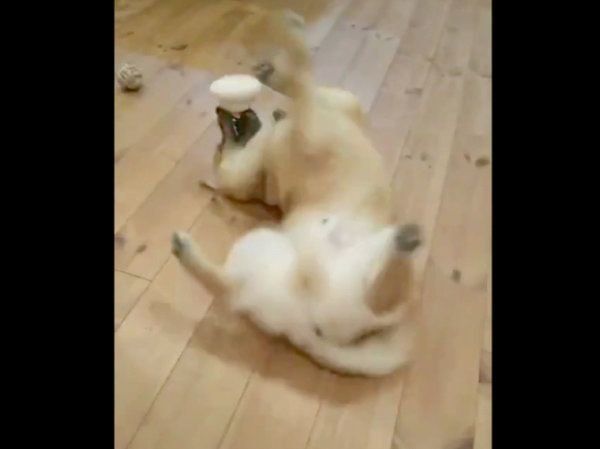 おもちゃで遊ぶおにぎりちゃん