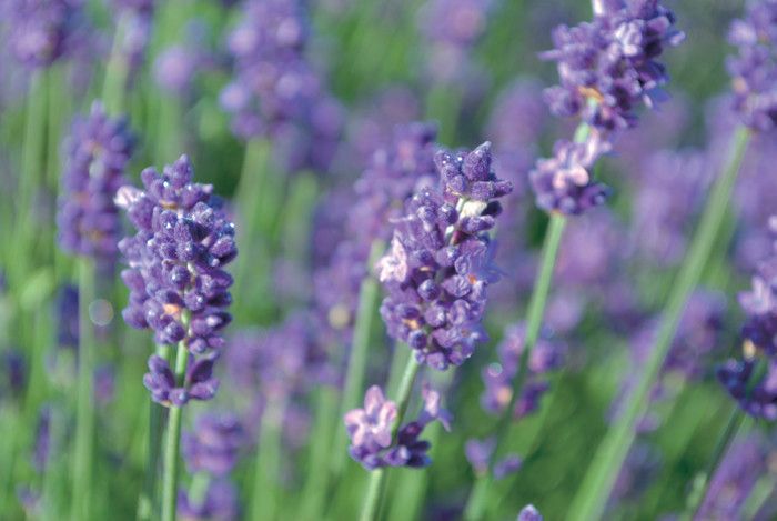 たんばらラベンダーパーク　群馬