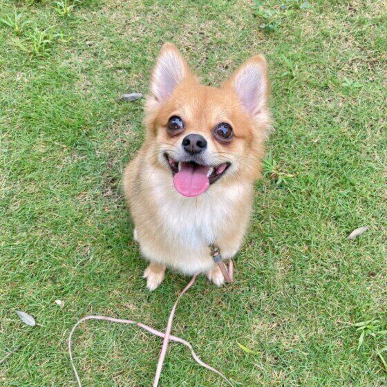 小型Mix犬のキコちゃん
