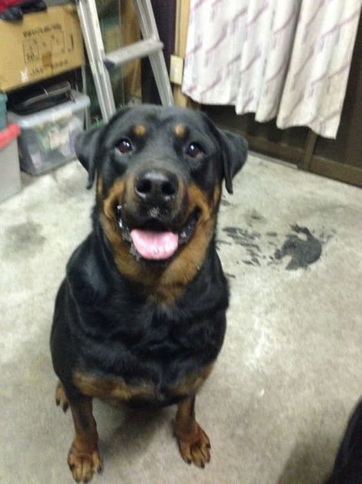 ロットワイラー