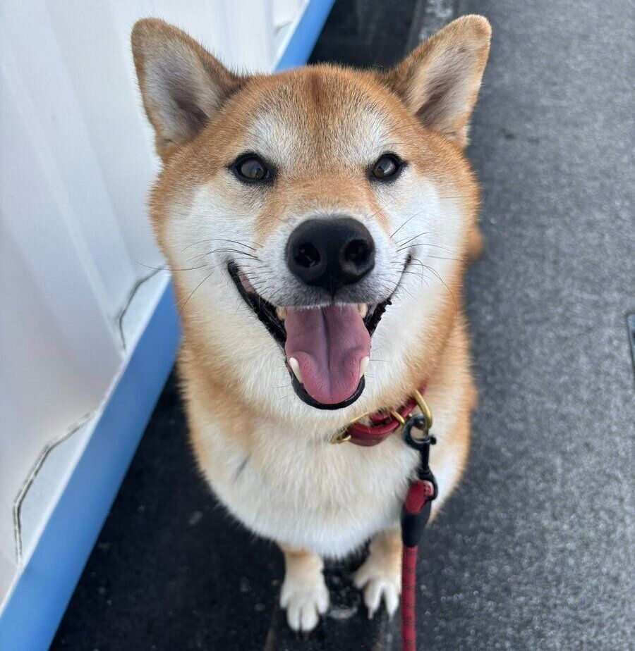 別の日の散歩中に撮影した岳くん