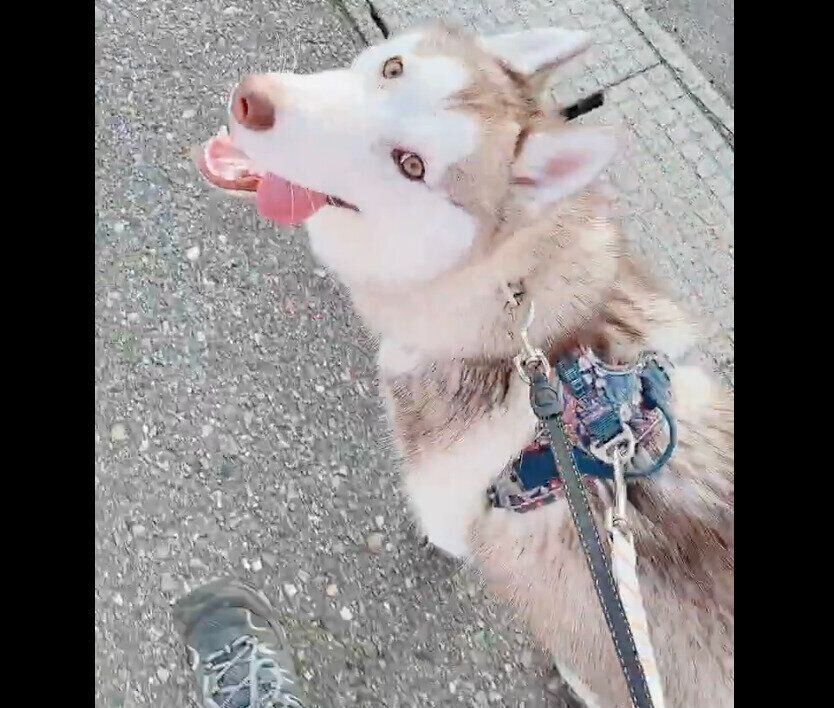 散歩を楽しむアイリスちゃん