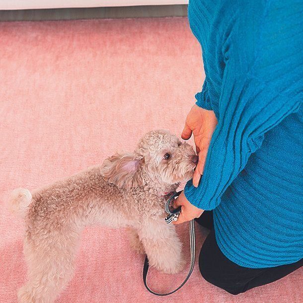 愛犬がそばまできたら、首輪に親指をかけてつかみ、「イイコ」とほめながら、手の中のフードを与えましょう