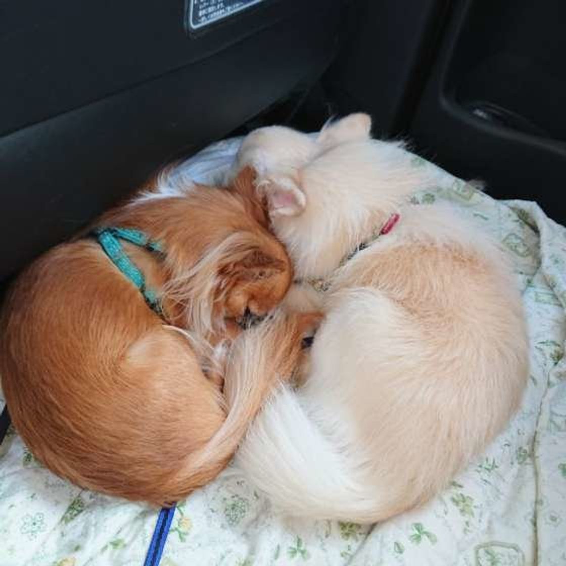 人間用の整腸剤を犬に与えてもok 犬の 投薬 にまつわるq A いぬのきもちweb Magazine 人間用の整腸剤を犬に与えてもok 犬の 投薬 にまつわるq A いぬのきもちweb Magazine