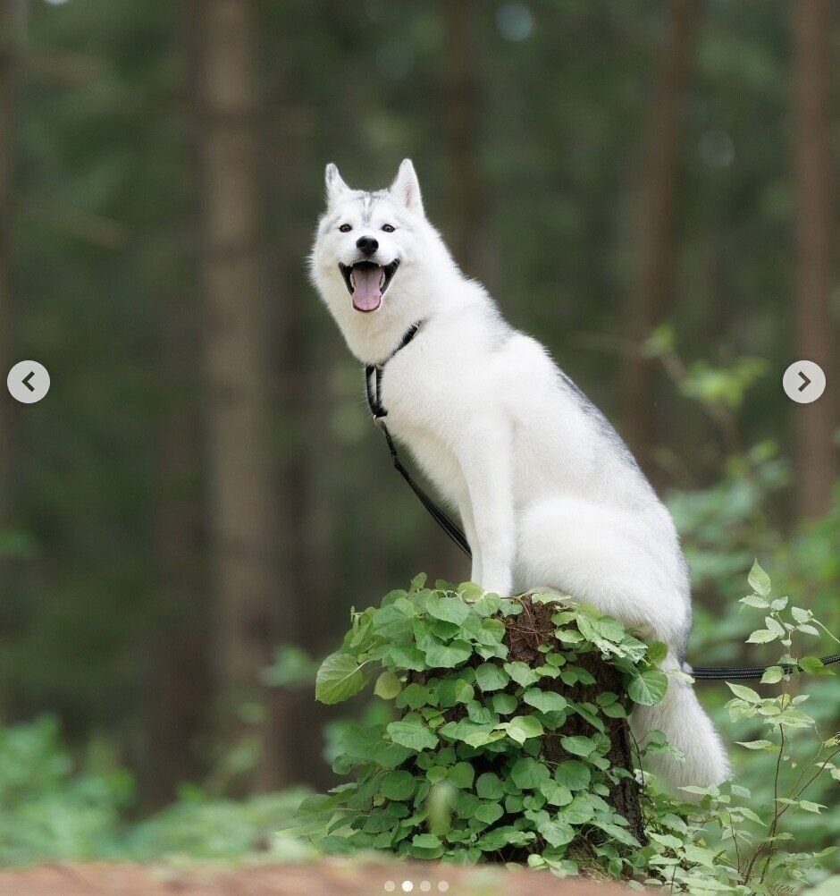 楽しそうなパンプキンくん