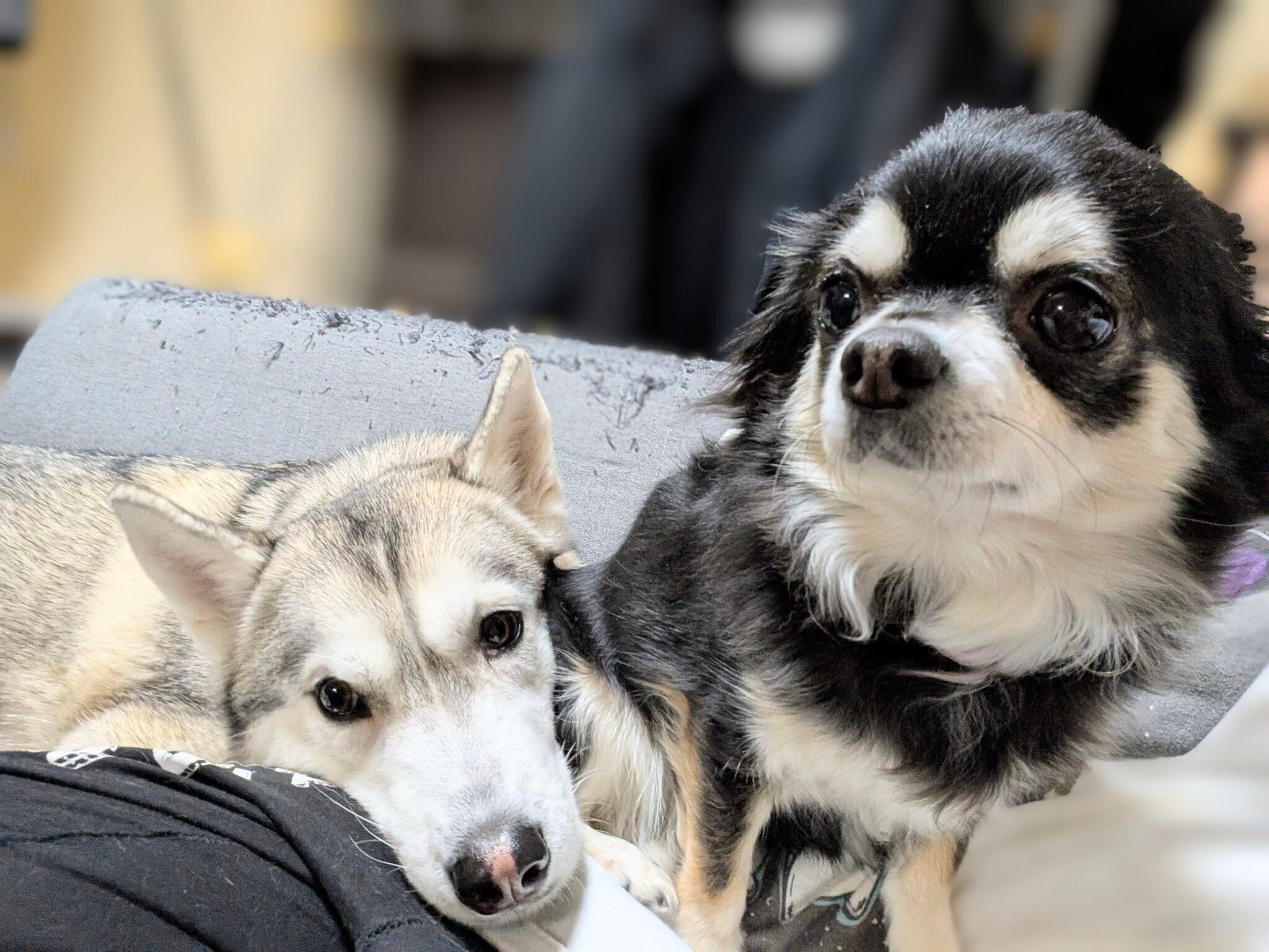 まったりするテラちゃん、マロンちゃん