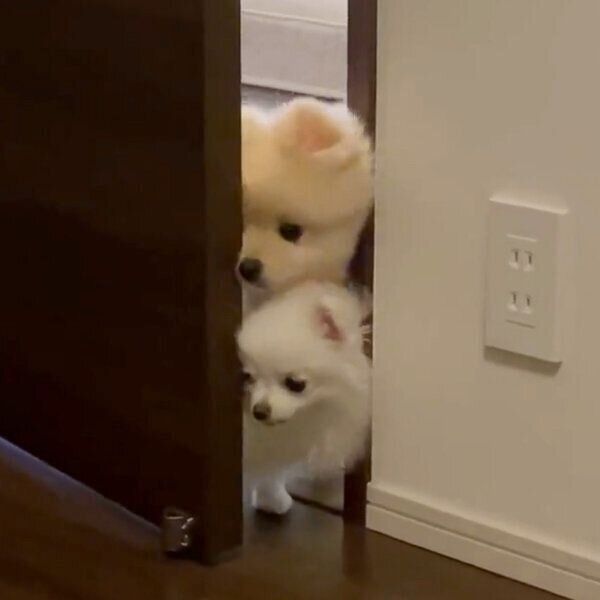 ドアの隙間からそーっと部屋を覗く、ころすけくんとぺこちゃん