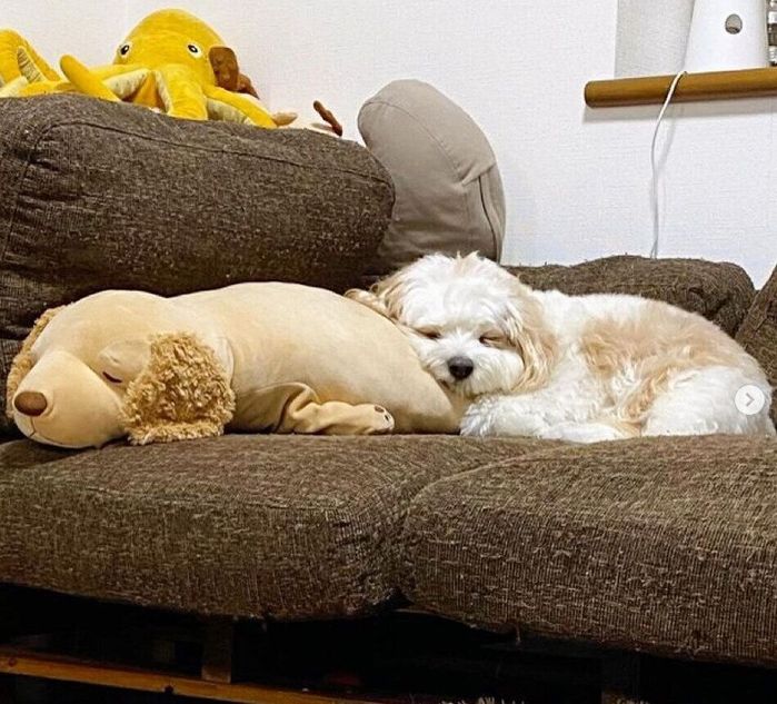 ぬいぐるみにくっついて眠るあんちゃん