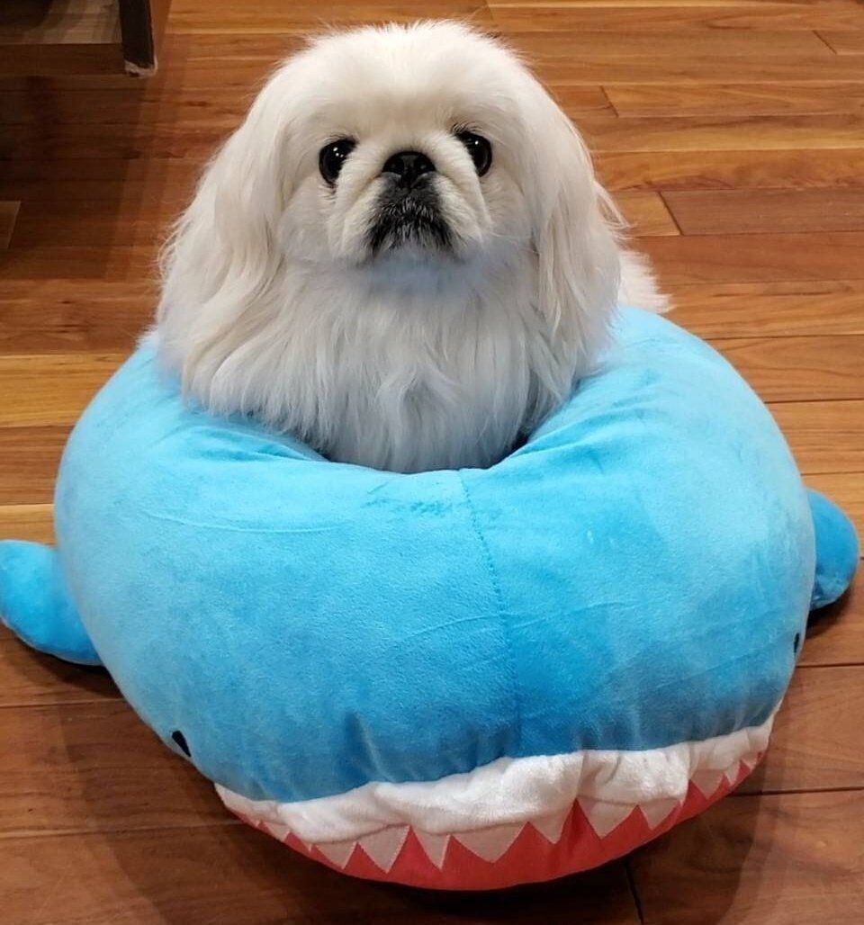 きゅるきゅるおめめが愛らしいぱんちゃん。