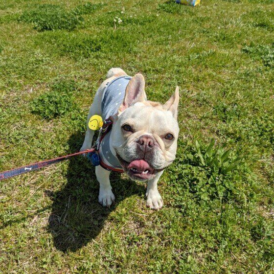 ちょっと意外な理由も 犬が口を開いて 笑顔 を見せる理由とは いぬのきもちweb Magazine