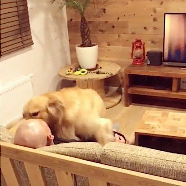 おとーさんが好きなゴールデン・レトリーバー