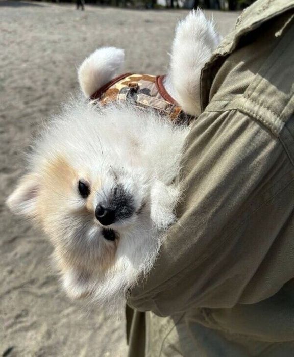 疲れて飼い主さんに抱っこされるゴン太くん
