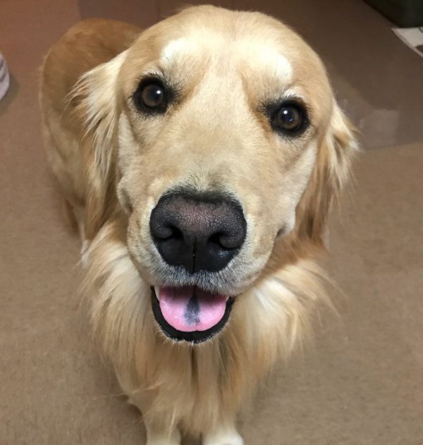 笑顔がかわいいゴールデン・レトリーバー