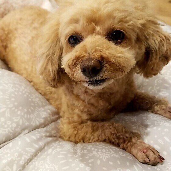 振り向く犬（トイ・プードル、メス）