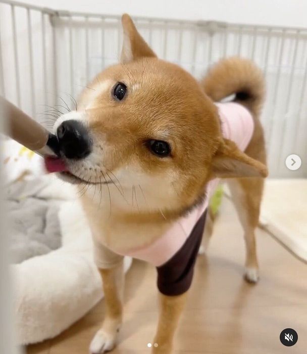 水を飲むこまちゃん