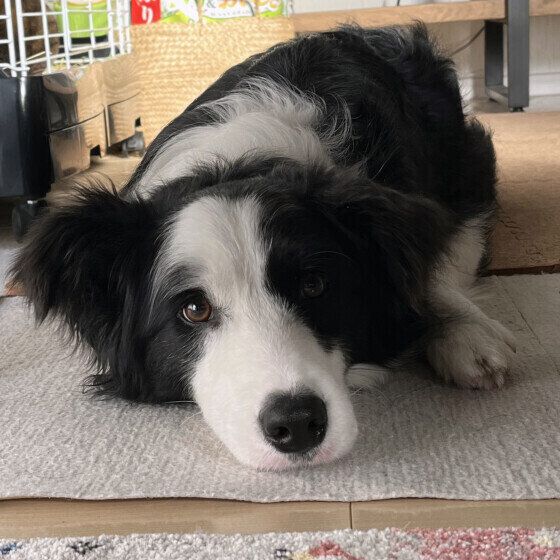 見つめるボーダー・コリー