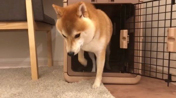 おかわりアピールをする柴犬