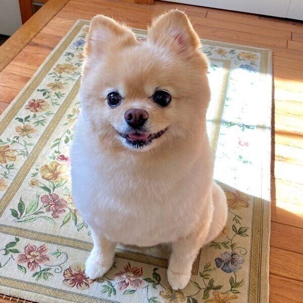 毛をカットしてルンルン気分のふーちゃん