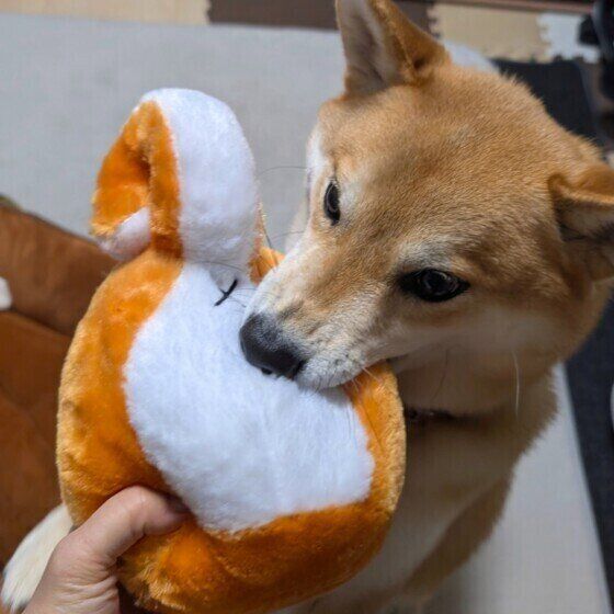 柴の虎虎（ことら）くん