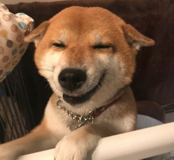 全力ひこうき耳の柴犬