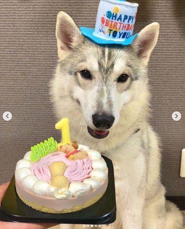 1才になったステラくん