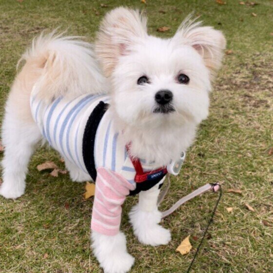 犬が散歩中に歩かなくなるワケ 注意が必要なケースも いぬのきもちweb Magazine 犬が散歩中に歩かなくなるワケ 注意が必要なケースも いぬのきもちweb Magazine