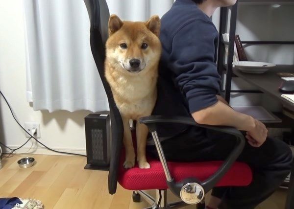 イスと飼い主さんの間に挟まる柴犬