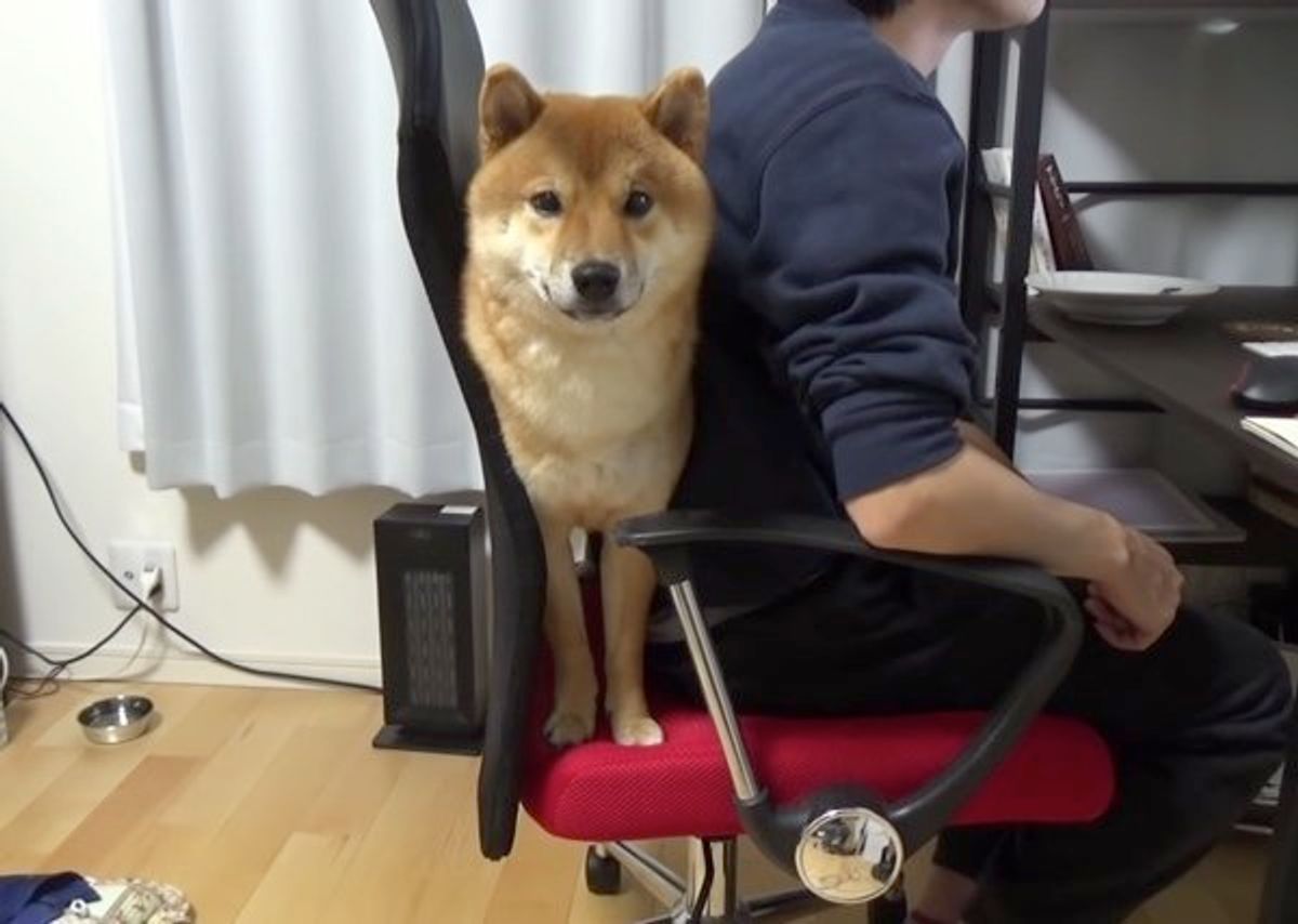 なぜそんなところに まさかの場所 にスポッとハマった柴犬がかわいい いぬのきもちweb Magazine なぜそんなところに まさかの場所 にスポッとハマった柴犬がかわいい いぬのきもちweb Magazine