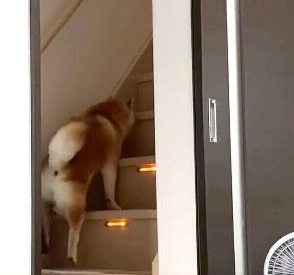 上の階に逃げるまるちゃん