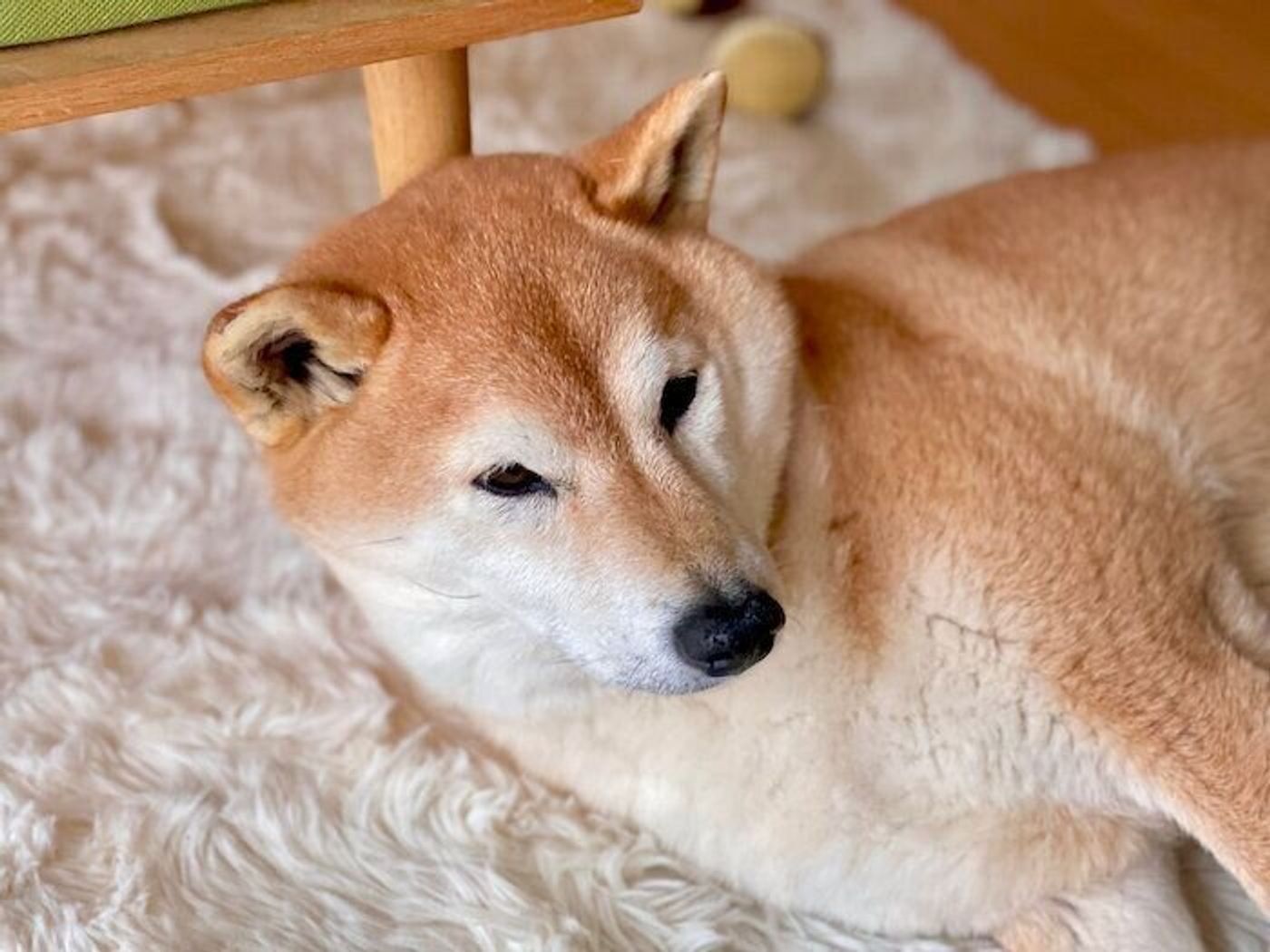 急な入院で離れることになり 退院後の再会で キュンキュン と切ない鳴き声を上げたマロたん いぬのきもちweb Magazine 急な入院で離れることになり 退院後の再会で キュンキュン と切ない鳴き声を上げたマロたん いぬのきもちweb Magazine