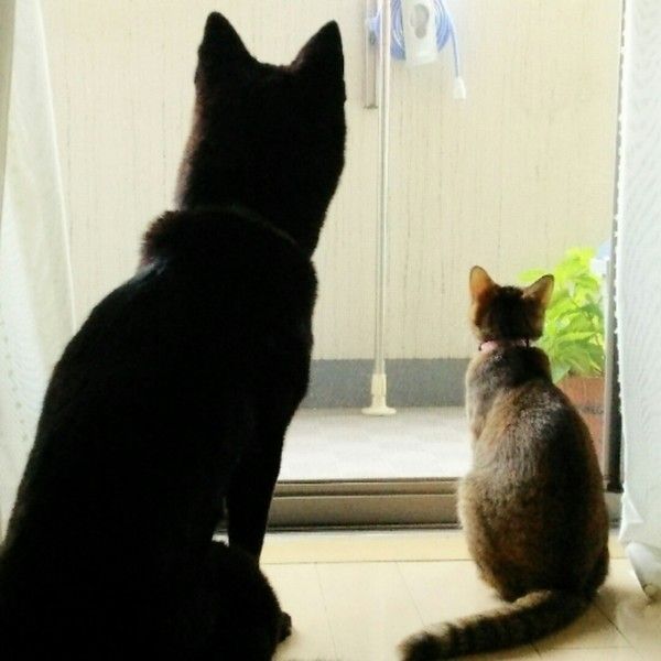 くぅちゃんとももたちゃん