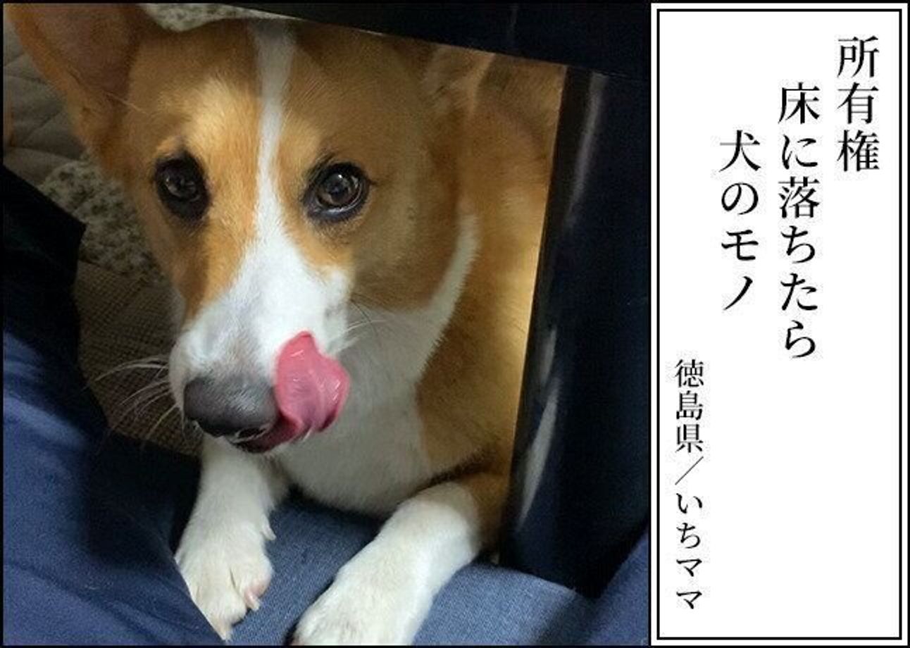 犬あるある川柳傑作選 Vol 1 最優秀 優秀作品を発表 笑った後にじんわり心温まる いぬのきもちweb Magazine 犬あるある川柳傑作選 Vol 1 最優秀 優秀作品を発表 笑った後にじんわり心温まる いぬのきもちweb Magazine