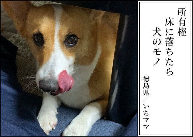ウェルシュ・コーギー・ペンブローク