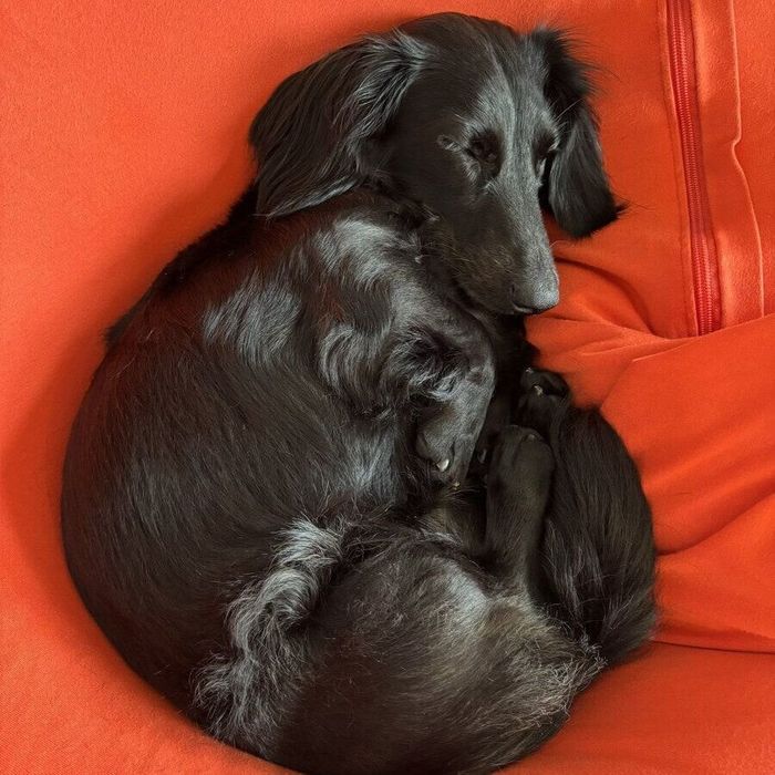 丸まって眠るパンジーちゃん