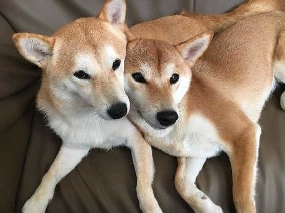 くっつく柴犬