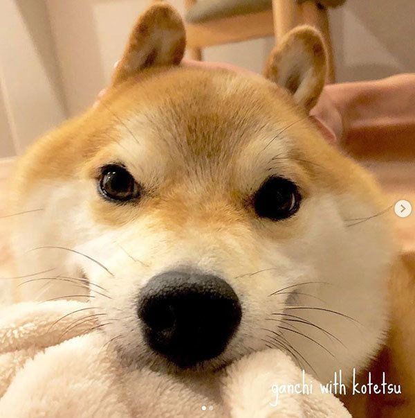 キュートな柴犬