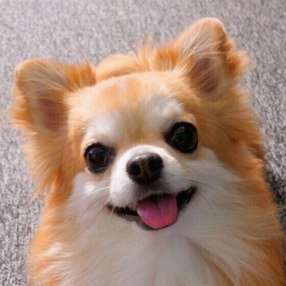 犬の熱中症はどこを冷やすと効果的？ 上手な体の冷やし方3つのポイント いぬのきもち