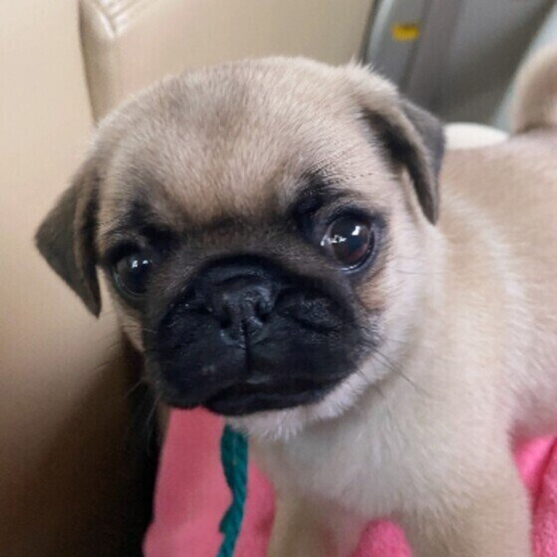 獣医師監修 犬にコーヒーは絶対にng 飲んでしまったときの症状と対処方法 いぬのきもちweb Magazine 獣医師監修 犬にコーヒーは絶対にng 飲んでしまったときの症状と対処方法 いぬのきもちweb Magazine