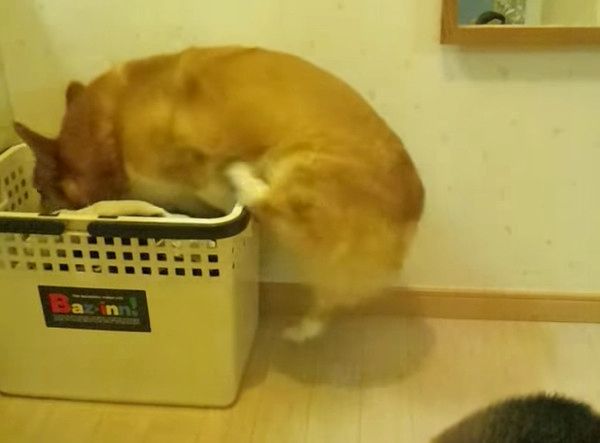 雷が怖いコーギー