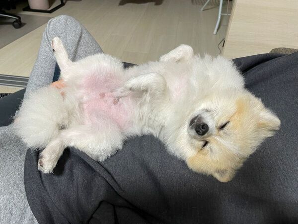 くつろぐちくわくん