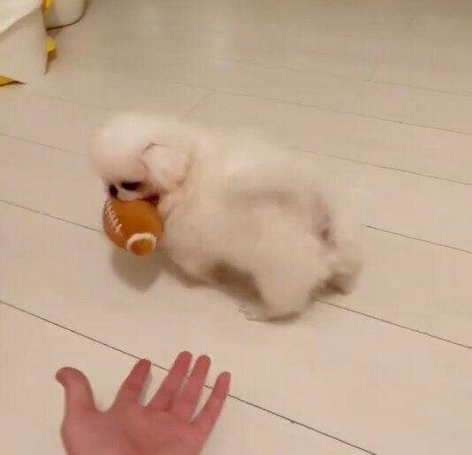 おもちゃをくわえて歩くちくわくん