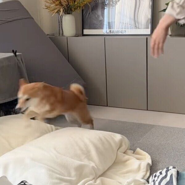 物凄い勢いでお姉ちゃんから逃げるすずちゃん