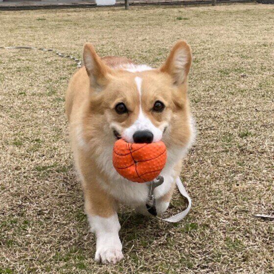 ボールで遊ぶウェルシュ・コーギー・ペンブロークのにこちゃん
